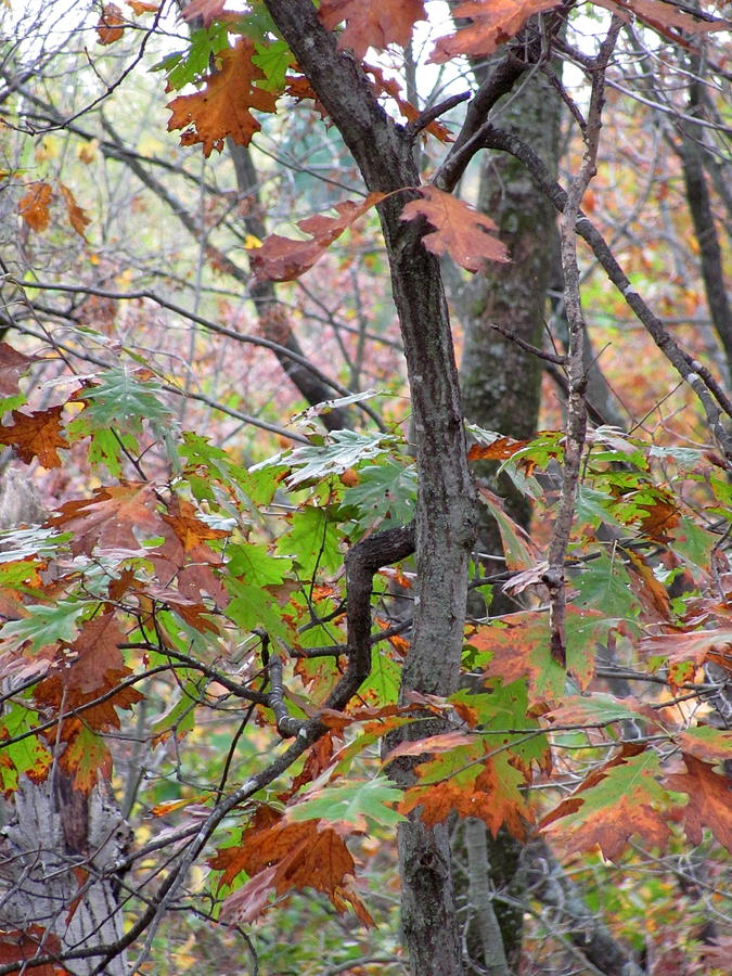 Fall Trees Photograph by Anita Burgermeister