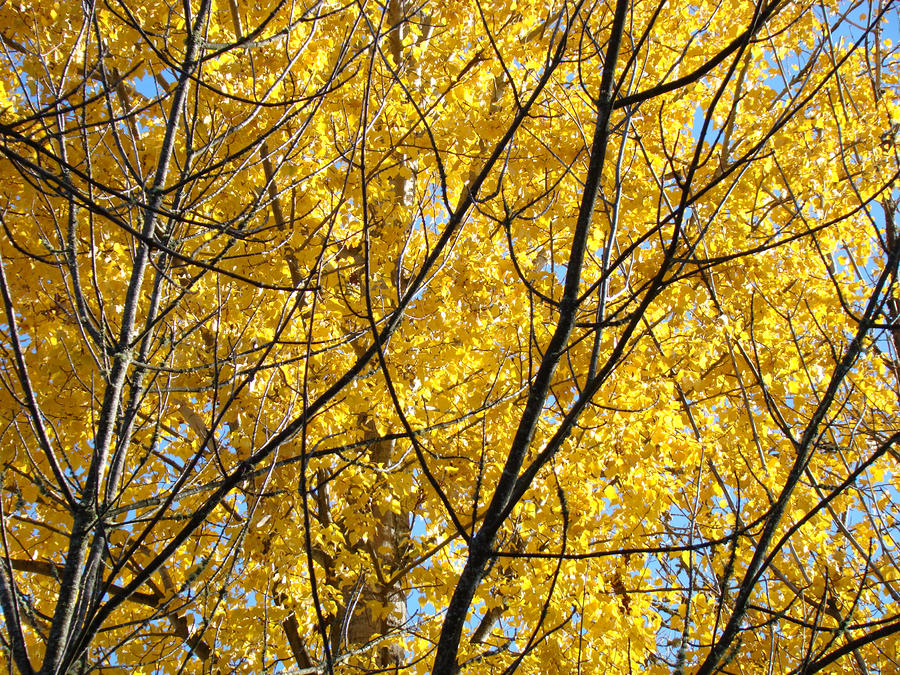 Fall Photograph - Fall Trees art prints Yellow Autumn Leaves by Patti Baslee