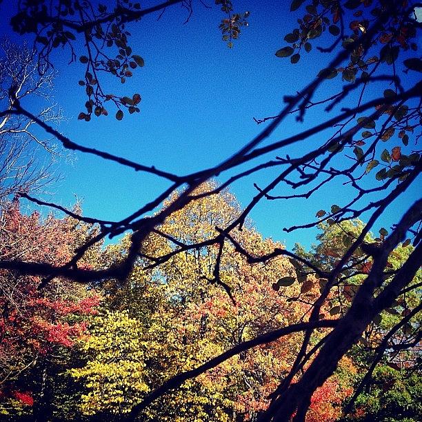 Tree Photograph - #fall #trees #leaves #chestnutridge by Maria Sodaro