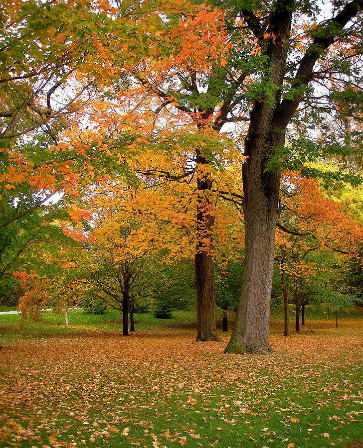 Fall Trees Photograph by Stephanie Moore