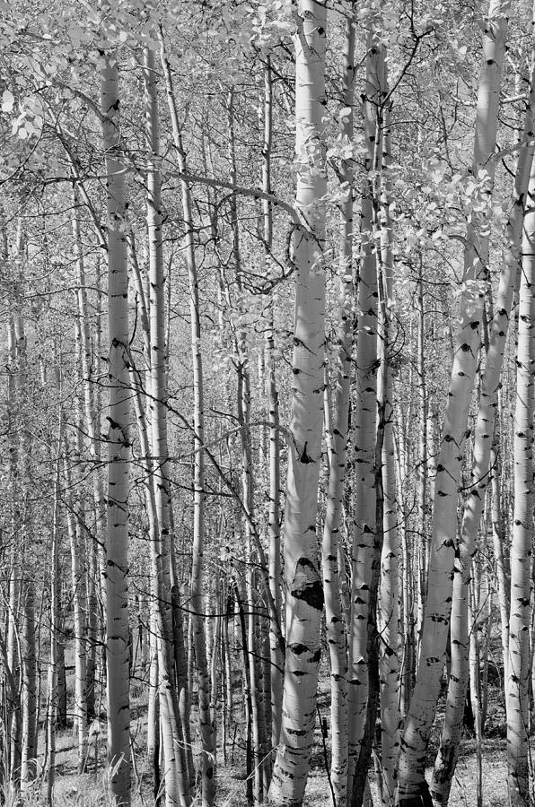 Tree Photograph - Fall Trees by Wilma  Birdwell