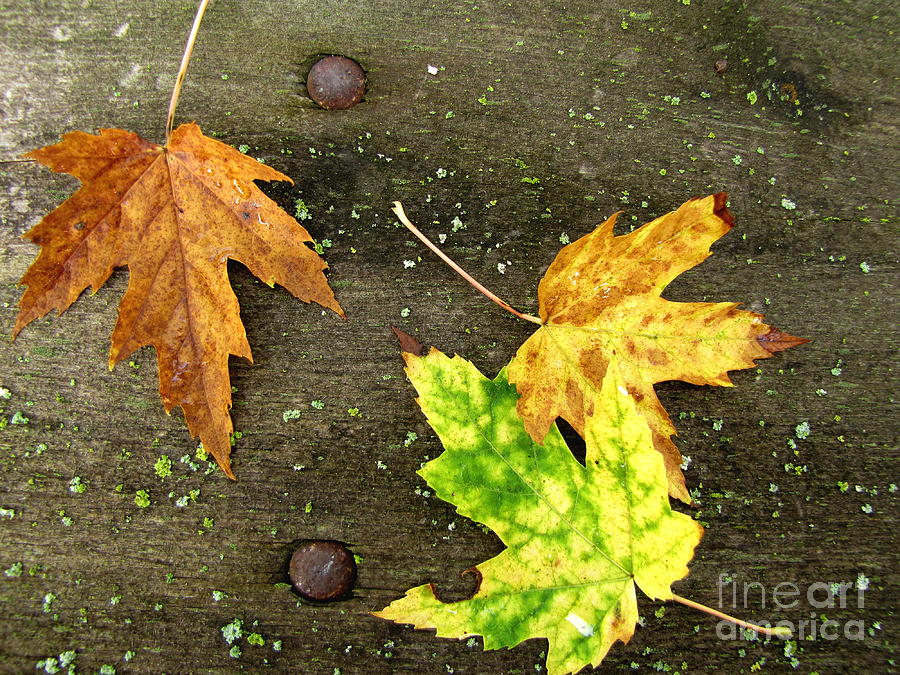 Fall Trio Photograph by Marilyn Smith