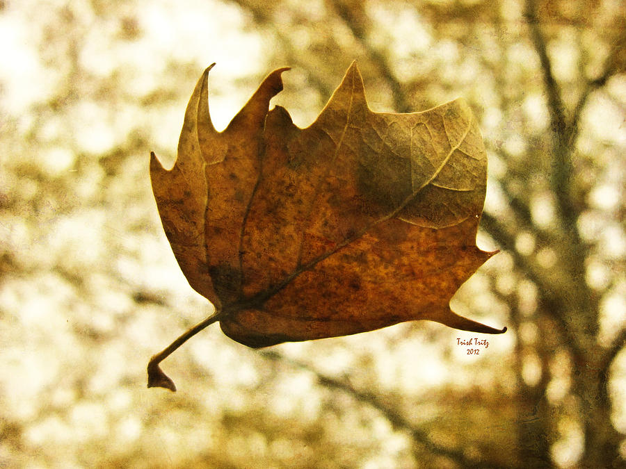 Fall Photograph by Trish Tritz