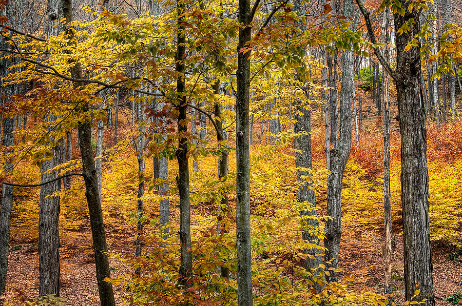 Fall Woodland Photograph by Fred LeBlanc