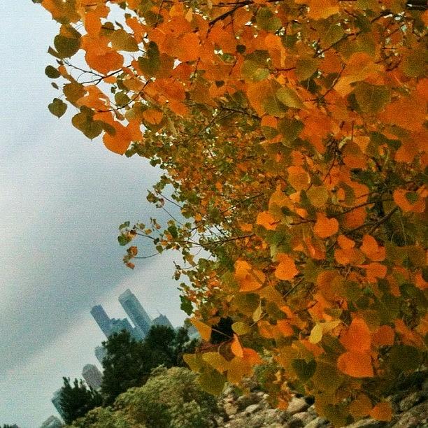Chicago Photograph - #fallcolors #orange #yellow #chicago by James Roach