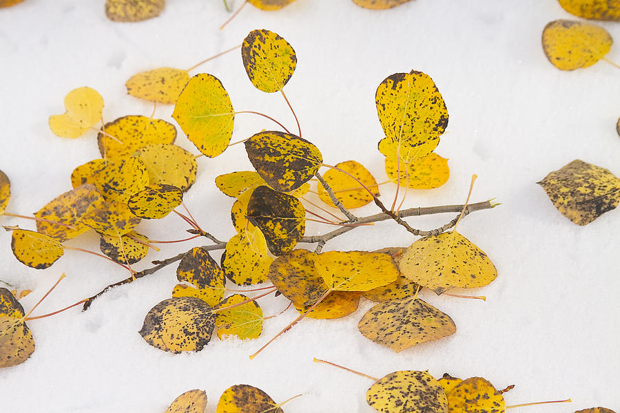 Tree Photograph - Fallen Autumn Aspen Leaves by James BO Insogna