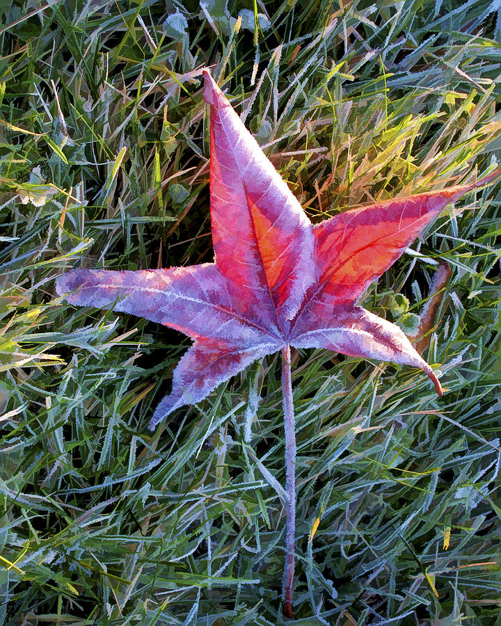 Fallen autumn leaf in the grass during morning frost Photograph by Randall Nyhof