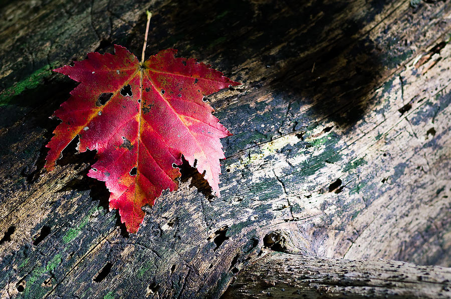 Fallen Autumn Maple Leaf Photograph by Lori Coleman