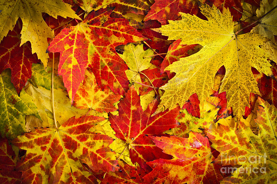 Fallen autumn maple leaves  Photograph by Elena Elisseeva