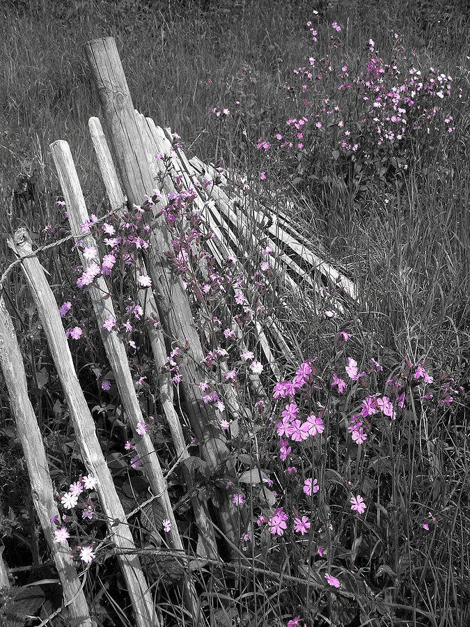 Summer Photograph - Fallen Fence by Stephen  Wakefield