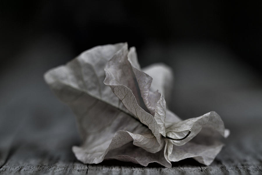 Fallen Fragility Photograph by Russell Styles