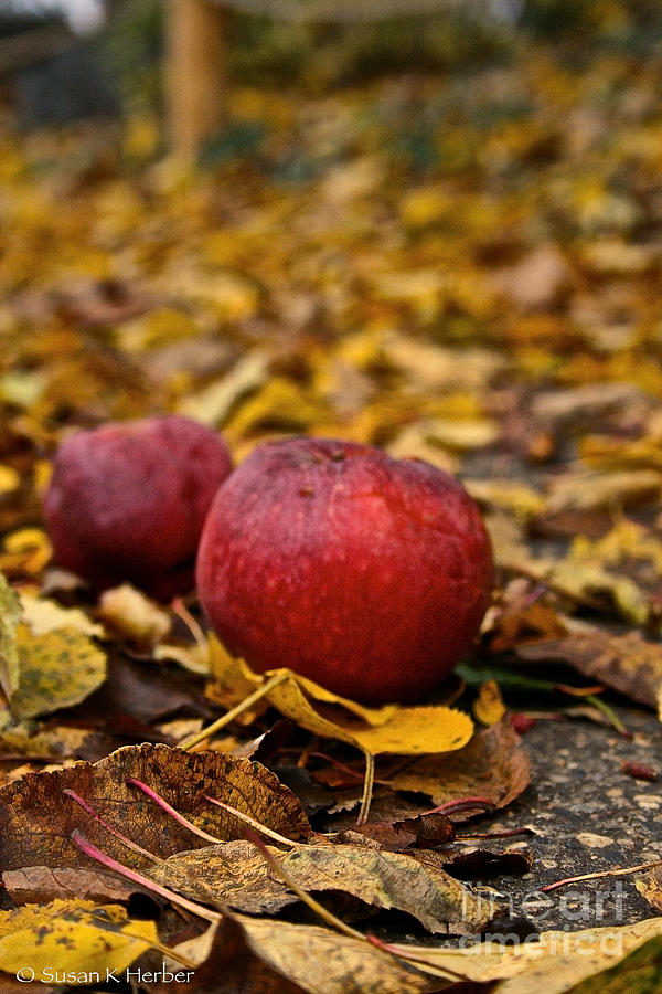 Fallen Fruit Photograph by Susan Herber