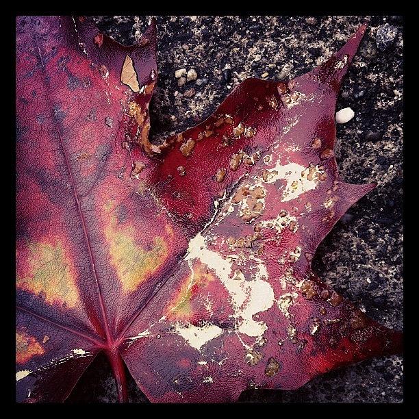Fallen Leaf Photograph by Amy Ball