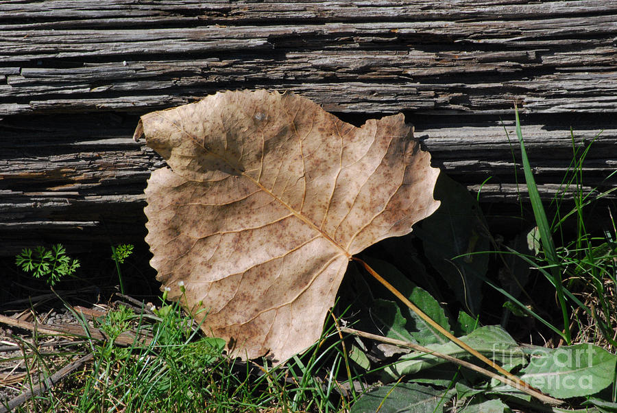 Fallen Leaf Photograph by Grace Grogan