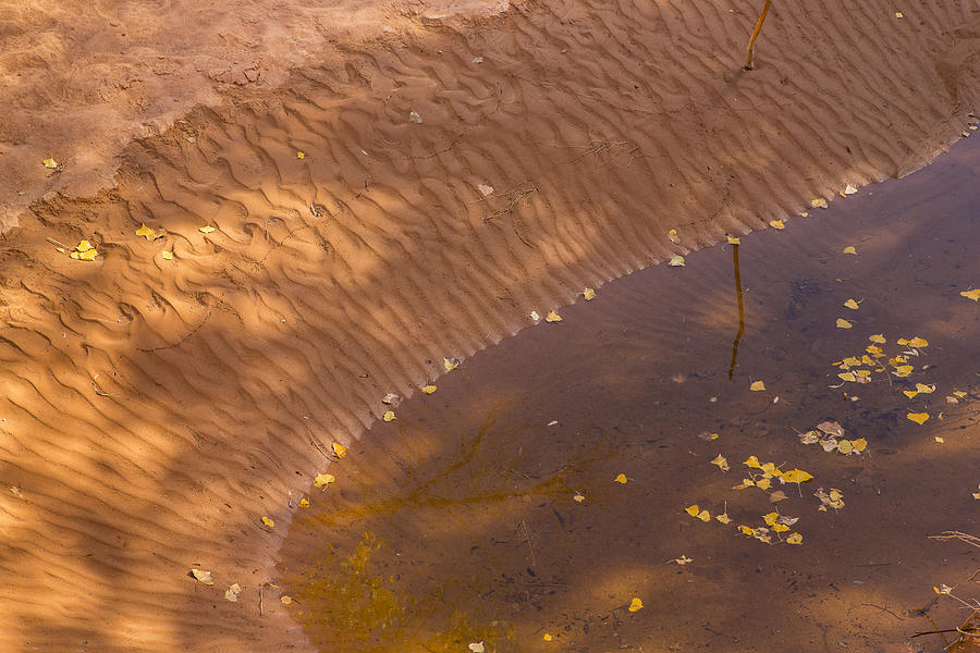 Canyonlands National Park Photograph - Fallen Leaves along a Desert Pool by Tim Grams