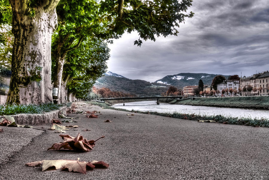 Fallen leaves Photograph by Anthony Citro
