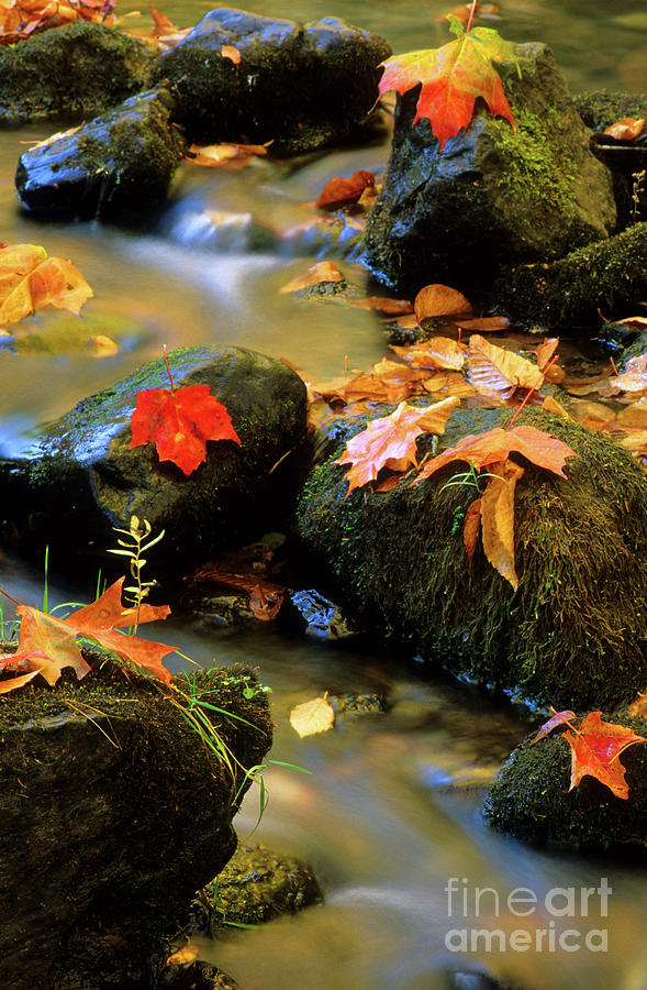 Brook Photograph - Fallen Leaves by Bob Christopher