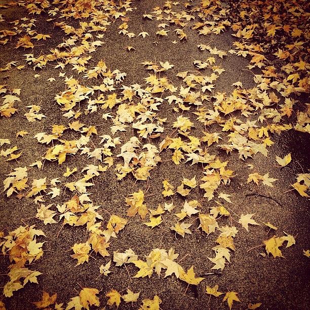 Fallen Leaves Photograph by Daniel Ryan Hanson