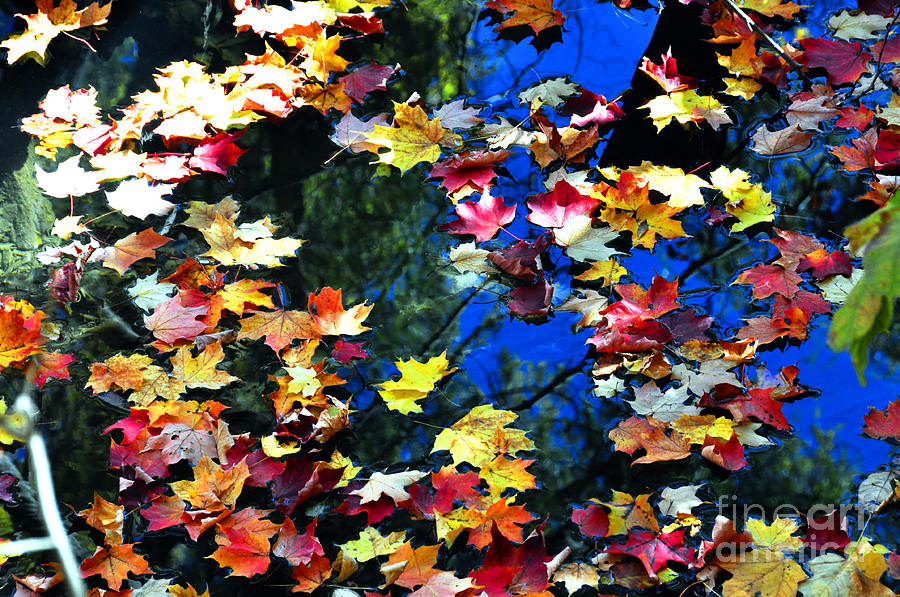 Fallen Leaves Photograph by Elaine Manley
