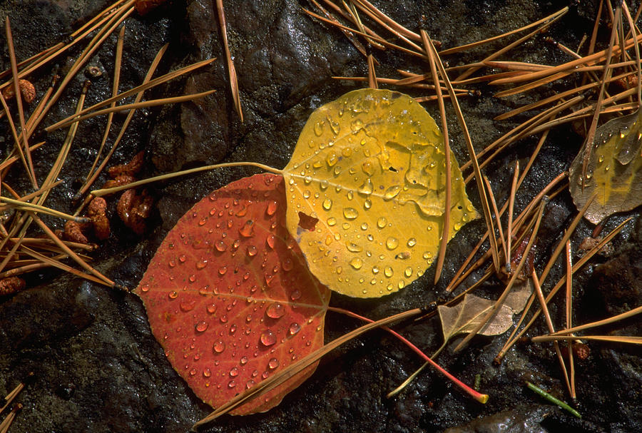 Fallen Leaves Photograph by John Farley