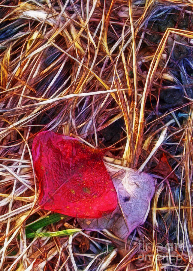 Fallen Leaves Photograph by Judi Bagwell