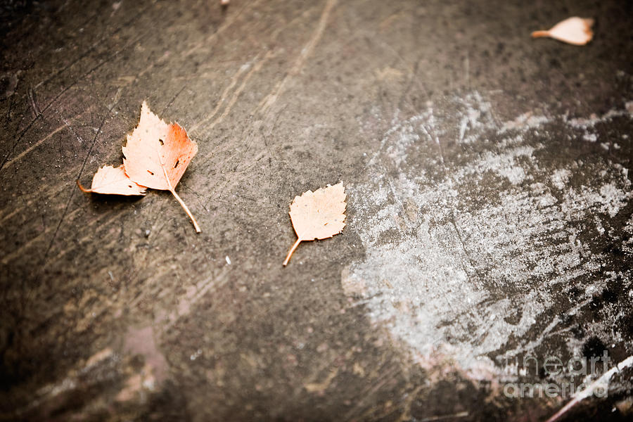 Fallen leaves Photograph by Kati Finell