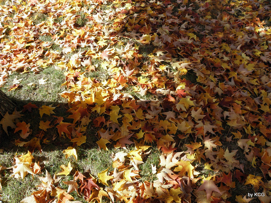 Fallen Leaves Photograph by Kim Galluzzo Wozniak