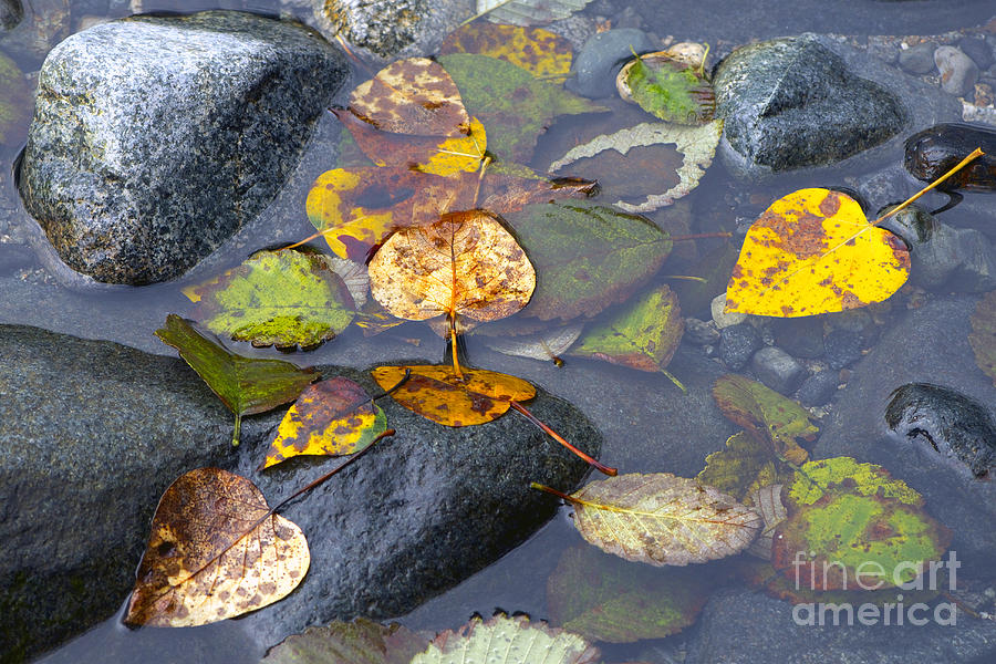 Fallen Leaves of Autumn Photograph by Sharon Talson