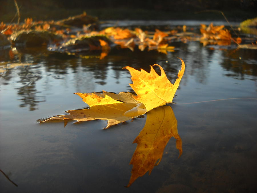 Fallen Maple Leaf Reflection Photograph by Kent Lorentzen