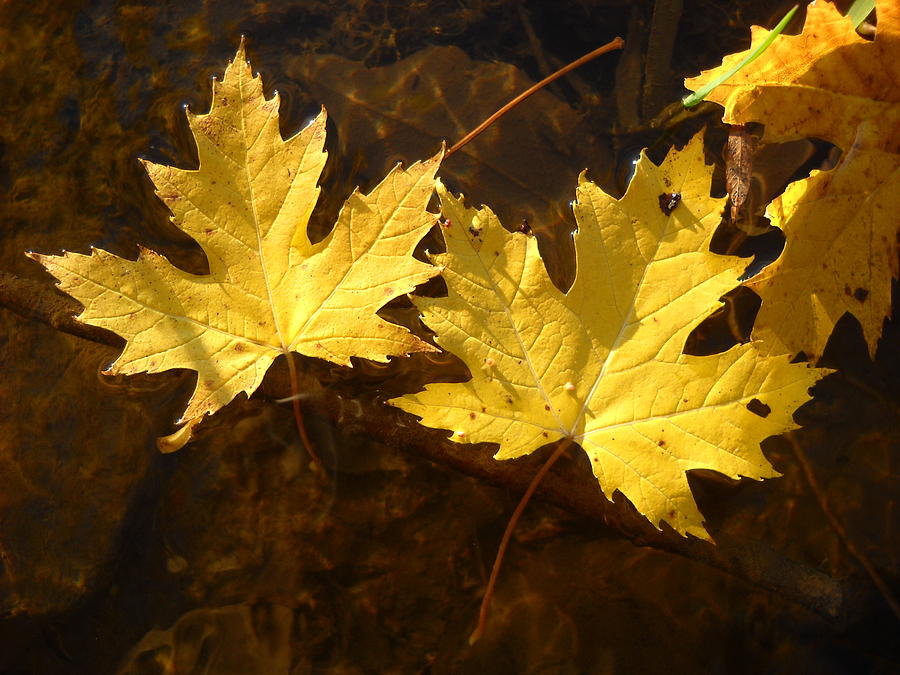 Fallen Maple Leaves in Water Photograph by Kent Lorentzen