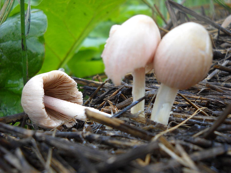 Fallen Mushroom on Straw Photograph by Kent Lorentzen