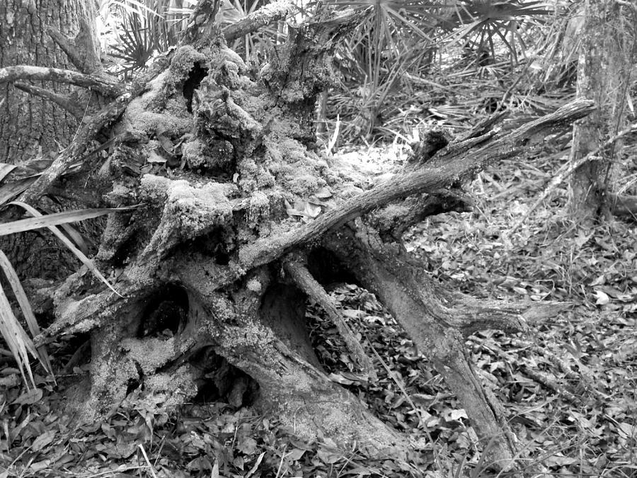 Tree Photograph - Fallen Sculpture by Warren Thompson