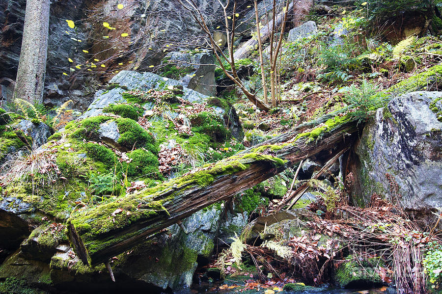 Fallen Tree Photograph by Michal Boubin