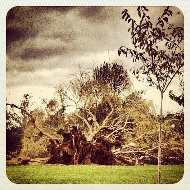 Tree Photograph - Fallen Tree. #sandy #tree #uprooted by Robyn Montella