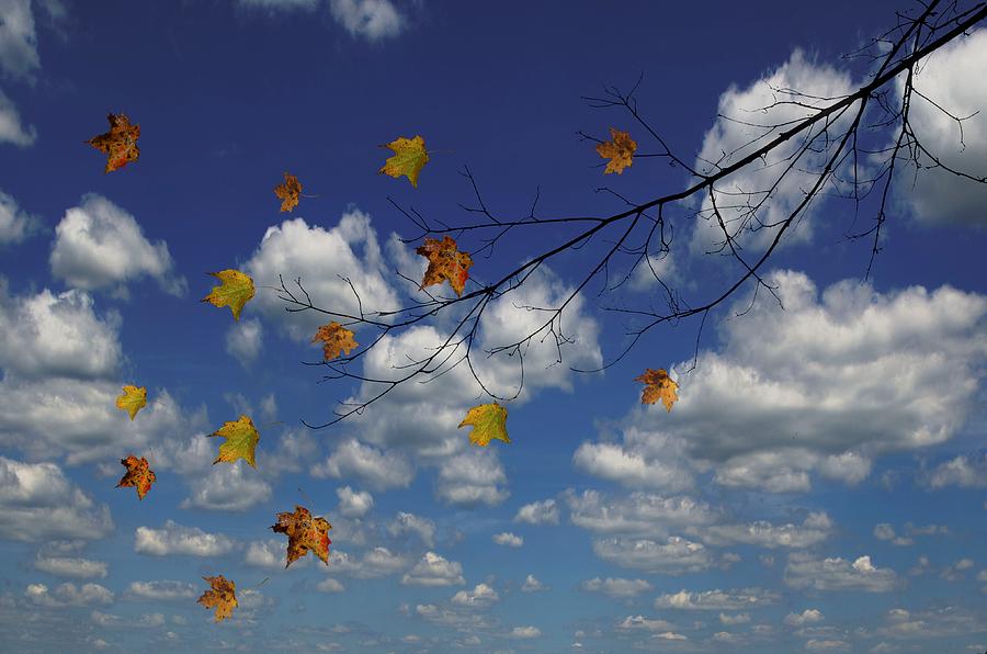 Falling Autumn leaves Photograph by Dave Sandt