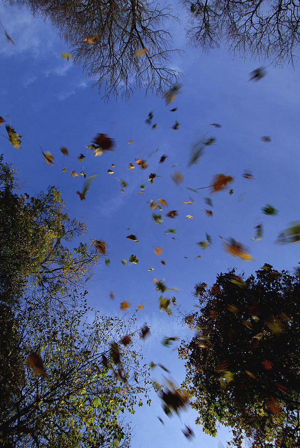 Falling Autumn Leaves Photograph by Konrad Wothe
