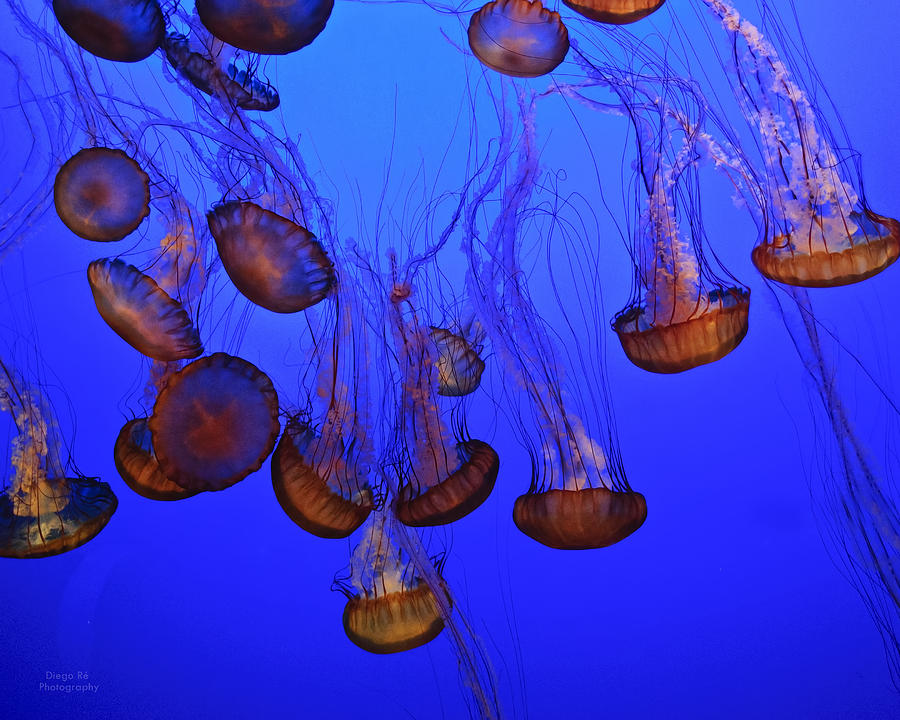 Jellyfish Photograph - Falling Beauties by Diego Re