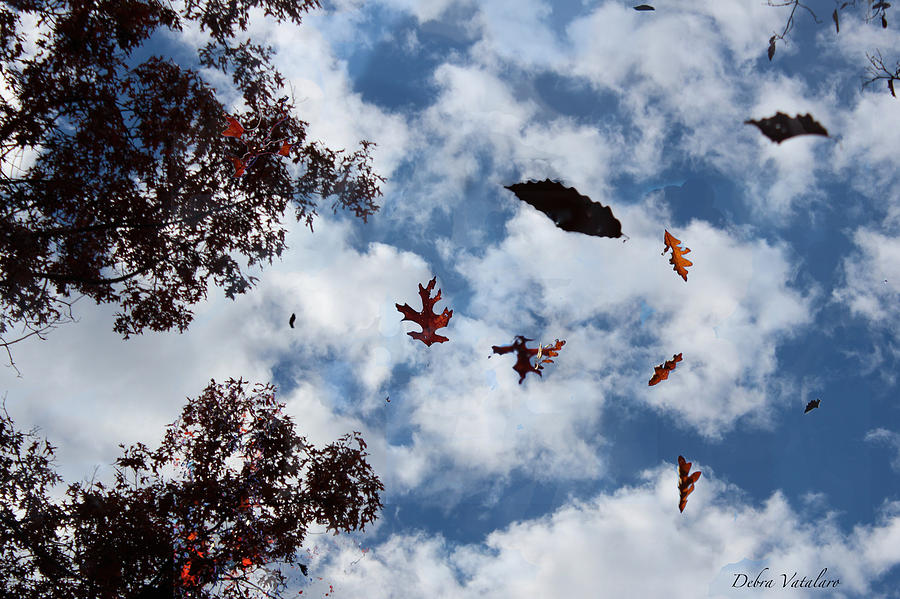Falling Photograph by Debra     Vatalaro
