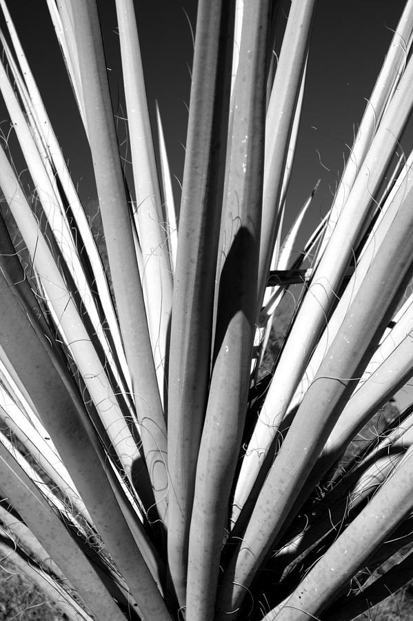 Texas Photograph - Falling In Line by Jason Smith Texas Photograph - Falling In Line by Jason Smith