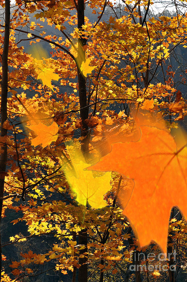Falling leaves in fall Photograph by Dan Friend