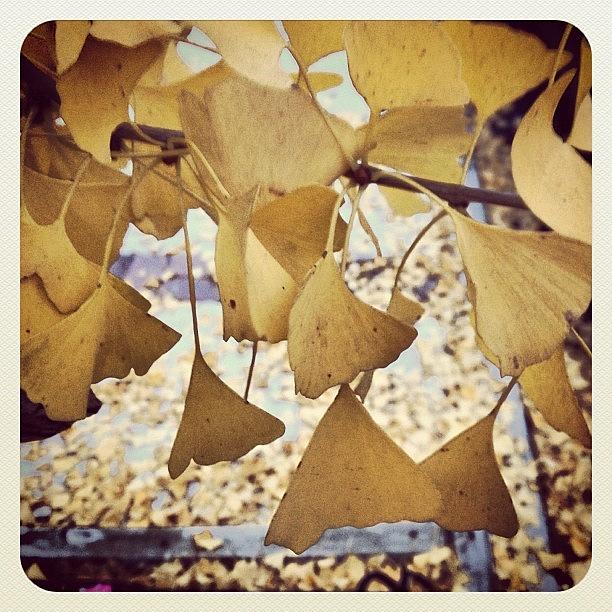 Fall Photograph - Falling #seasonal #change #autumn by Michael Loughran