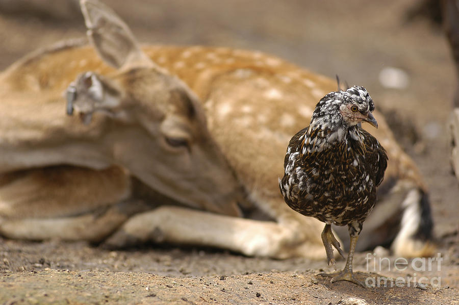 Fallow Deer And Domestic Chicken Photograph by Raul Gonzalez Perez
