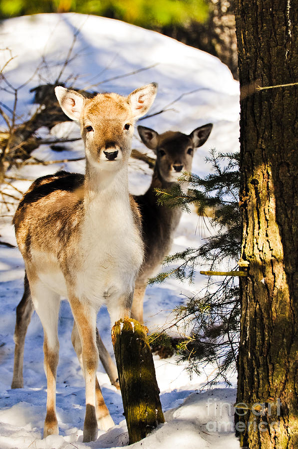 Fallow Deer Photograph by Cheryl Baxter