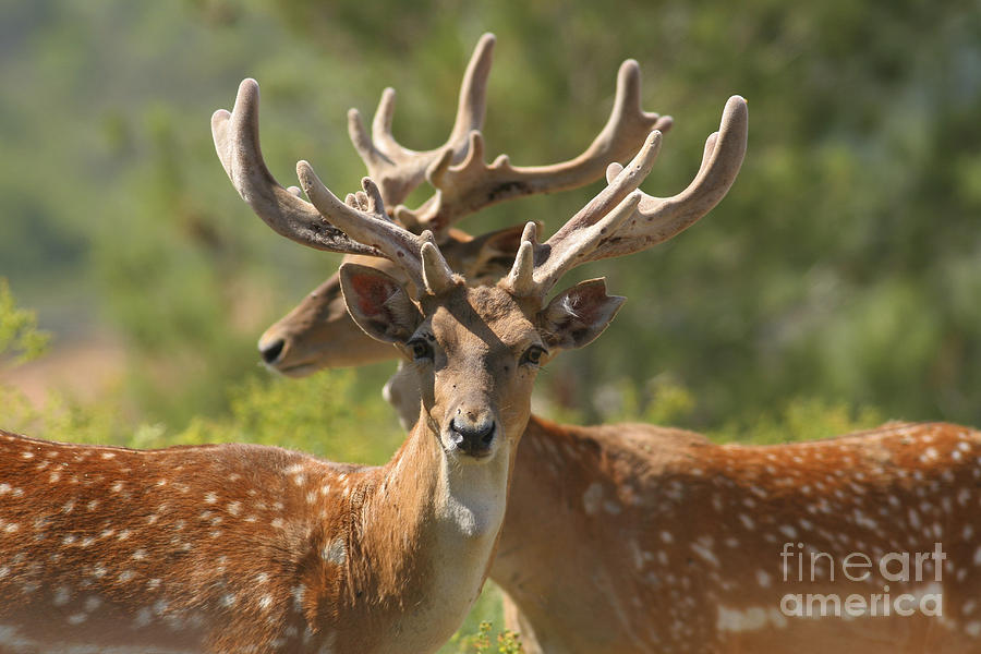 Wildlife Photograph - Fallow deer Dama dama stags by Alon Meir