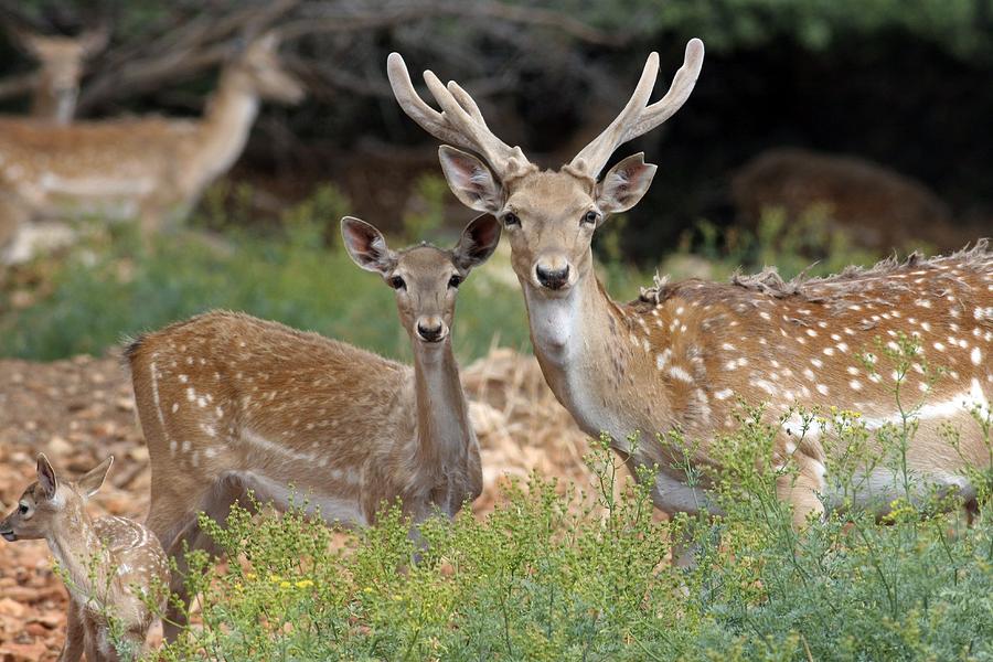 Deer Photograph - Fallow Deer by Photostock-israel