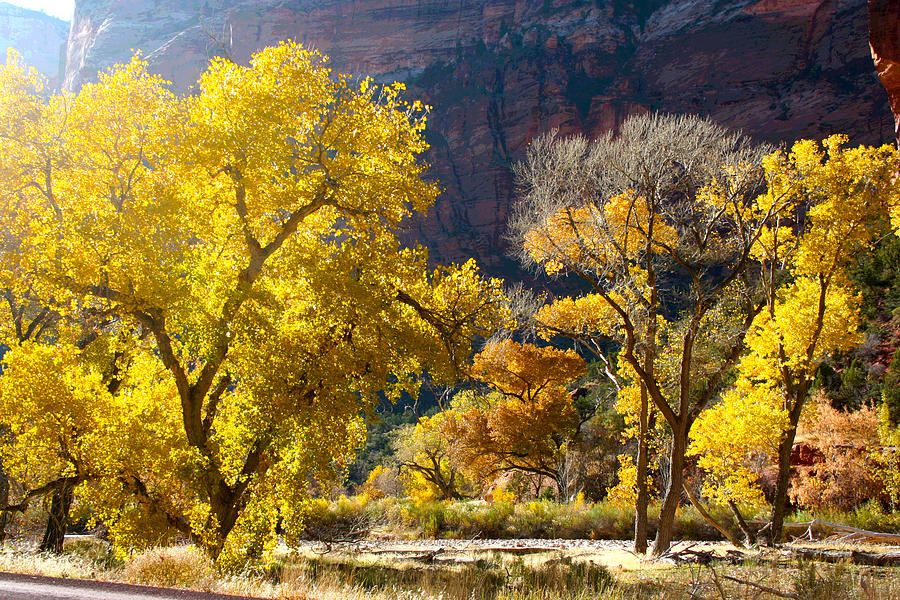 Falls Foliage in Zion Photograph by Patricia Haynes