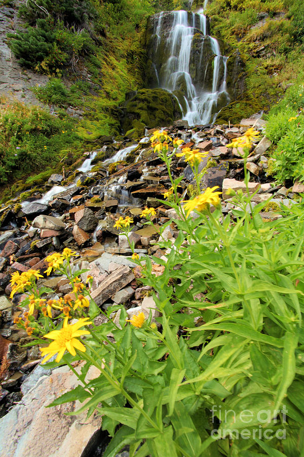 Falls To The Flowers Photograph by Adam Jewell