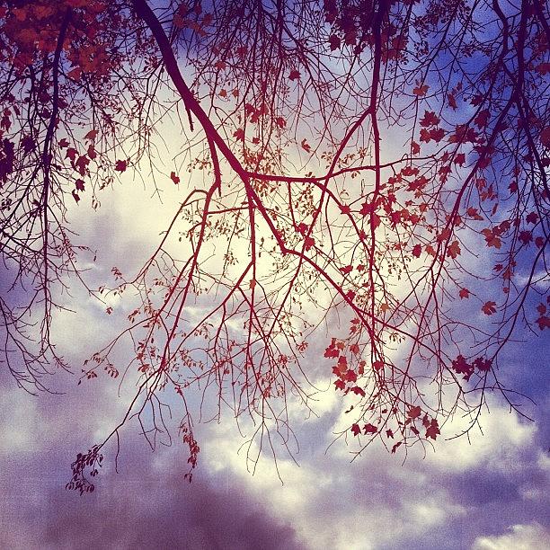 Leaves Photograph - #fallsky #branches #leaves by Maria Sodaro