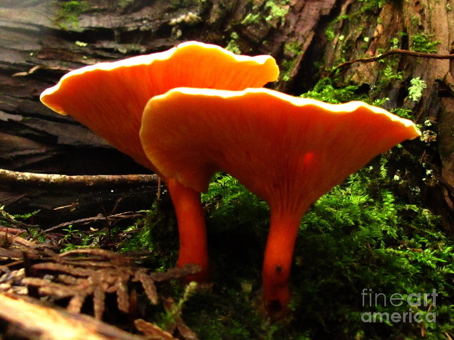 false-chanterelle-photograph-by-timothy-myles-fine-art-america