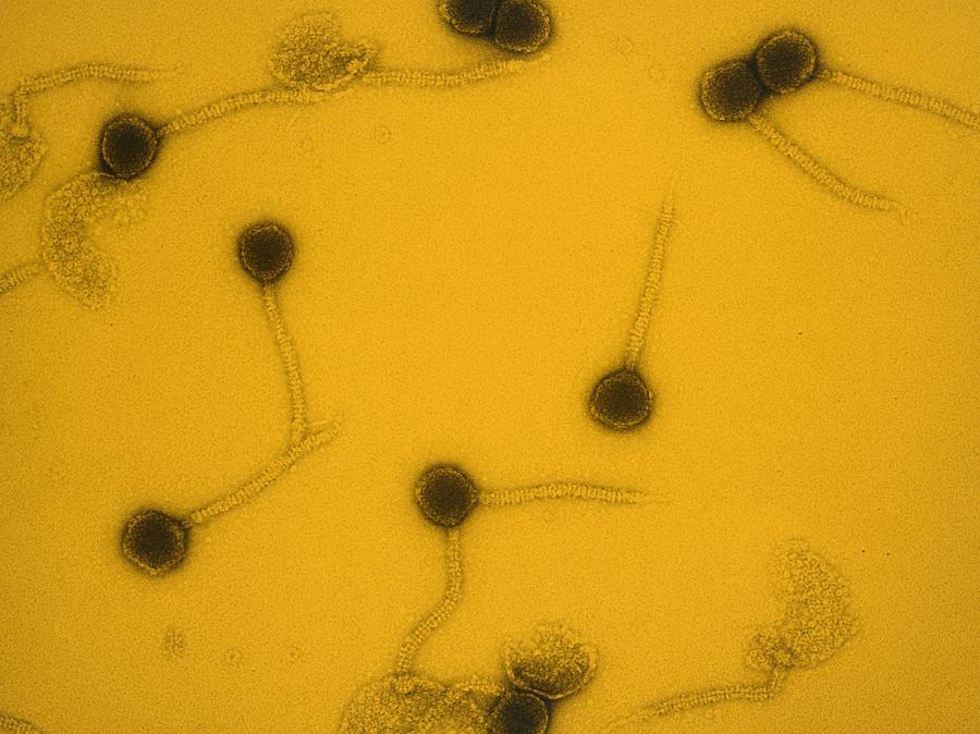 Bacteriophage Photograph - False-col Tem Of Lambda Bacteriophages by Dr M. Wurtzbiozentrum, University Of Basel.